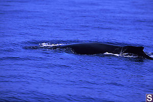 Humpback Whale